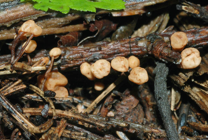 Sapevo che prima o poi lo  trovavo..........